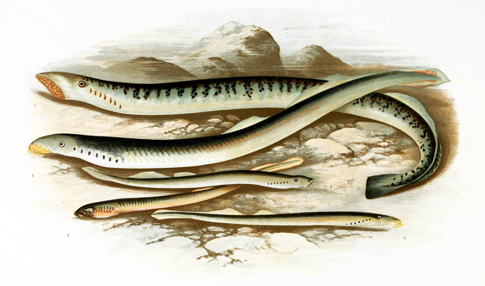 Petromyzontidae, Bonaparte, 1831 - Lamproie indéterminée (famille) | Sandre 